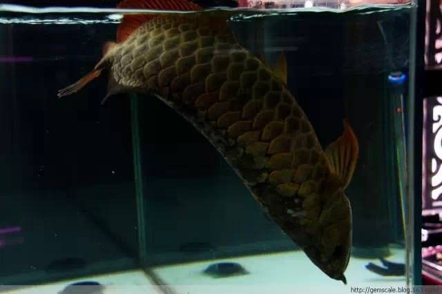 龍魚麻藥下多了后果會怎樣呢