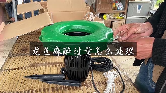 龍魚麻藥下多了后果會怎樣呢