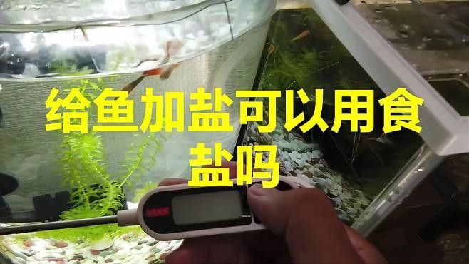 龍魚缸能放食用鹽嗎