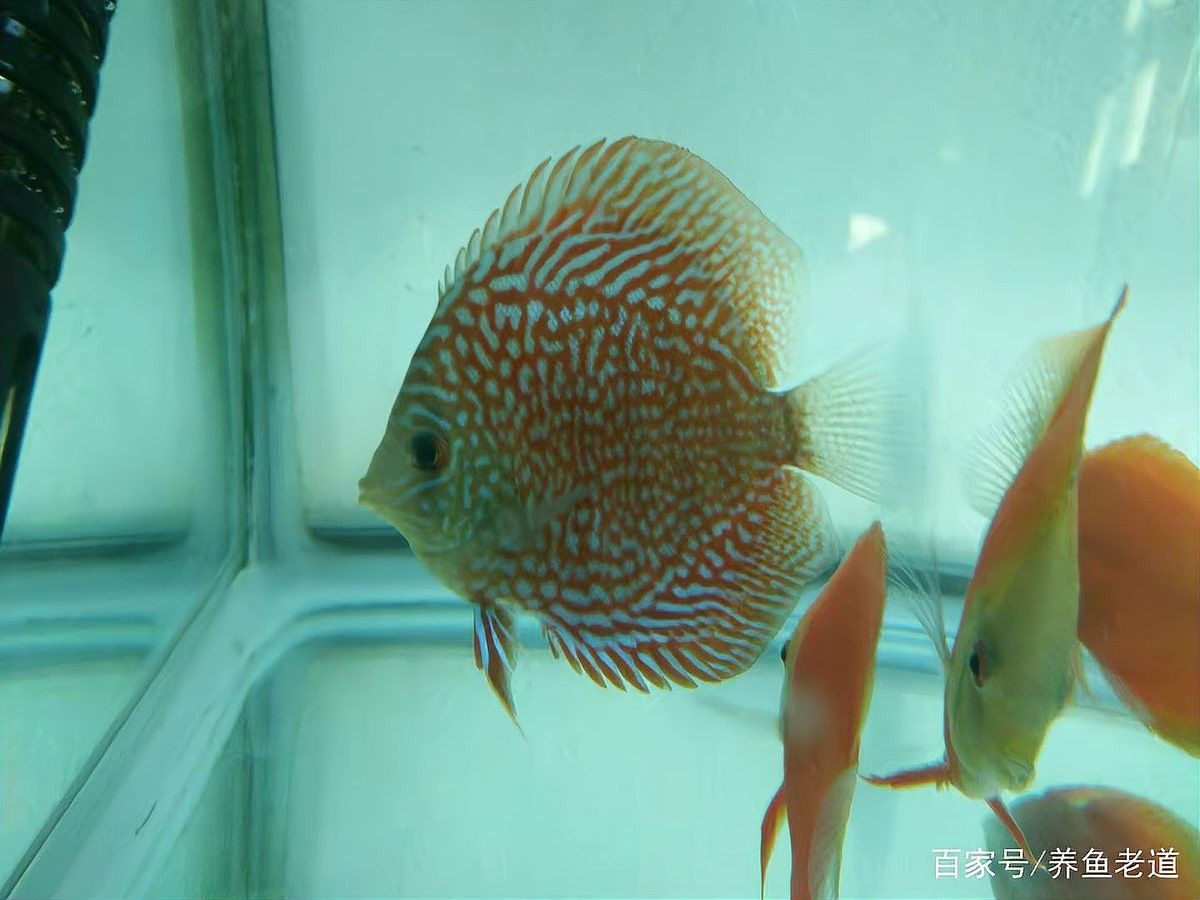 龍魚缸能放食用鹽嗎
