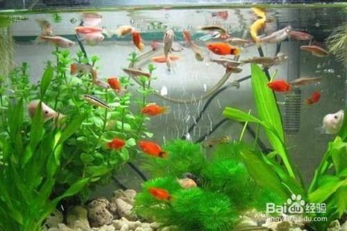 好的金龍魚(yú)怎么選品種（如何挑選金龍魚(yú)品種）
