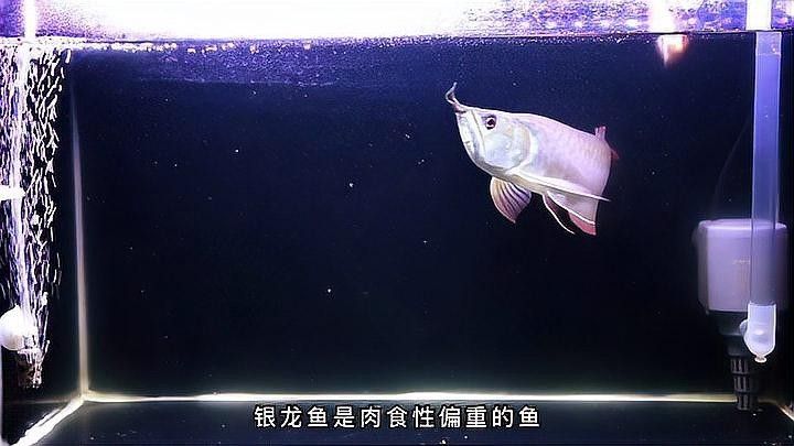 銀龍魚(yú)一般喂什么魚(yú)料最好