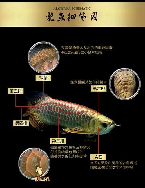 高背金龍魚一年能長多大圖片