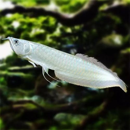 銀龍魚有過背的嗎圖片 銀龍魚有過背的嗎圖片 龍魚百科 第22張