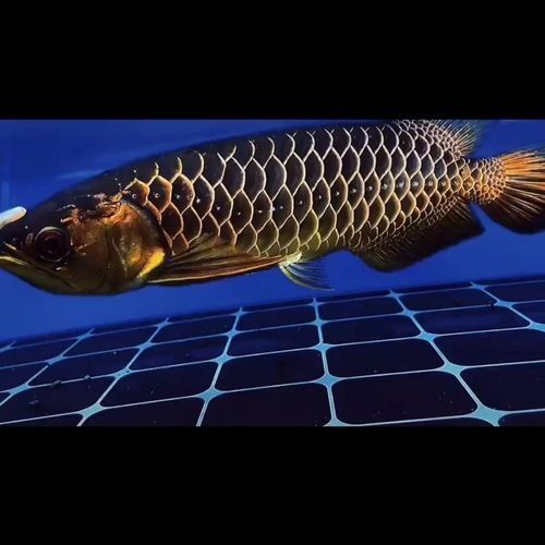 銀龍魚有過背的嗎圖片 銀龍魚有過背的嗎圖片 龍魚百科 第11張