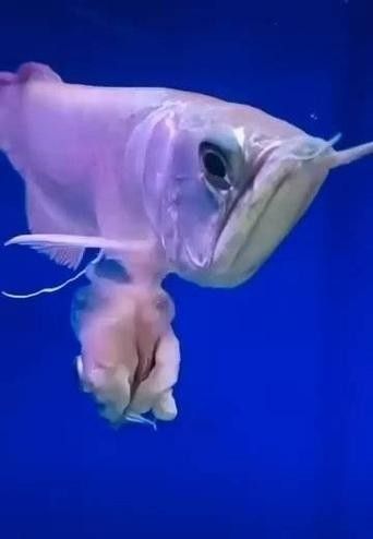 銀龍魚有過背的嗎圖片 銀龍魚有過背的嗎圖片 龍魚百科 第19張