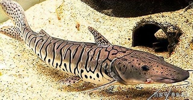 銀龍魚一個月能長多少厘米 銀龍魚一個月能長多少厘米 龍魚百科 第9張