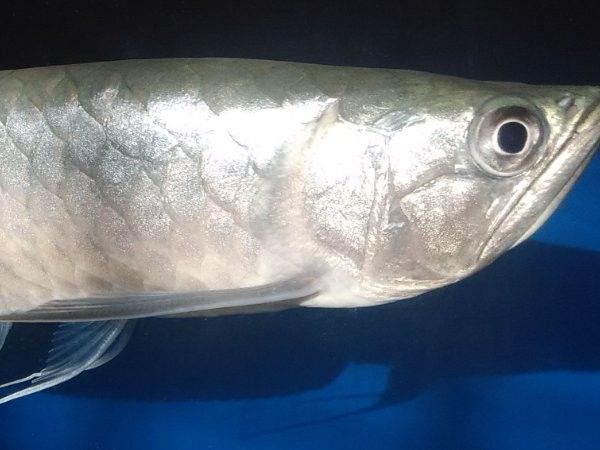 銀龍魚一個月能長多少厘米 銀龍魚一個月能長多少厘米 龍魚百科 第11張
