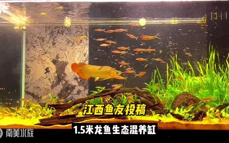 龍魚和銀龍魚一起養(yǎng)嗎圖片大全