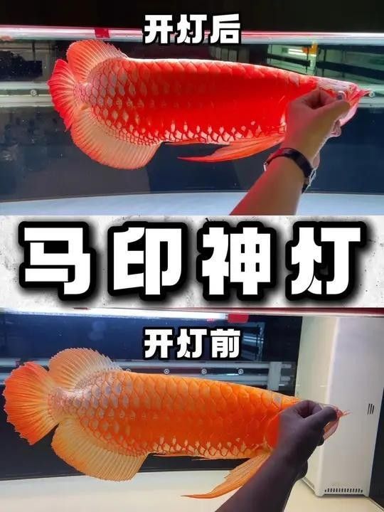龍魚6700K燈光哪個品牌好？