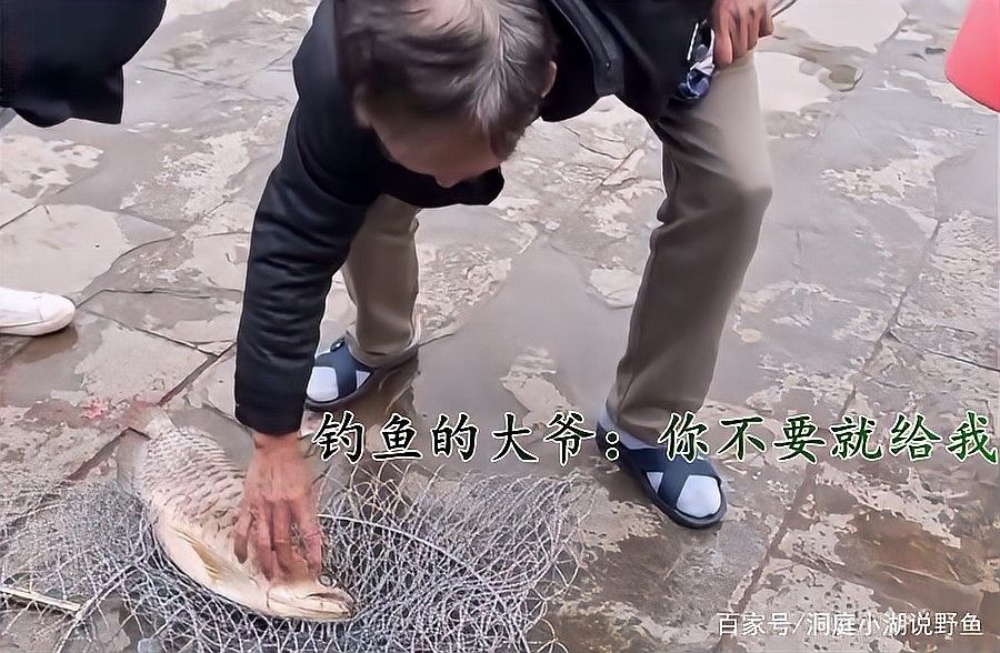 銀龍魚放生到河里能活嗎視頻 銀龍魚放生到河里能活嗎視頻 龍魚百科 第5張
