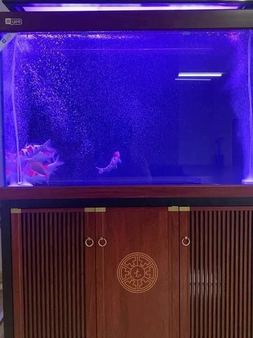龍魚缸里放沉木好嗎圖片大全 龍魚缸里放沉木好嗎圖片大全 龍魚百科 第11張