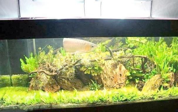 龍魚缸里放沉木好嗎圖片大全 龍魚缸里放沉木好嗎圖片大全 龍魚百科 第12張