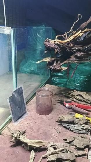 龍魚缸里放沉木好嗎圖片大全 龍魚缸里放沉木好嗎圖片大全 龍魚百科 第26張