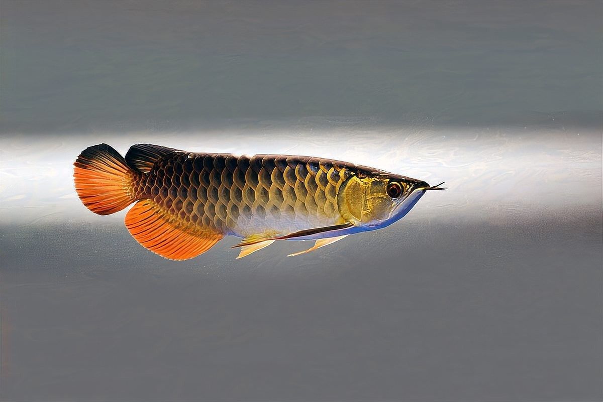 金龍魚認主后還能認其他主人嗎？