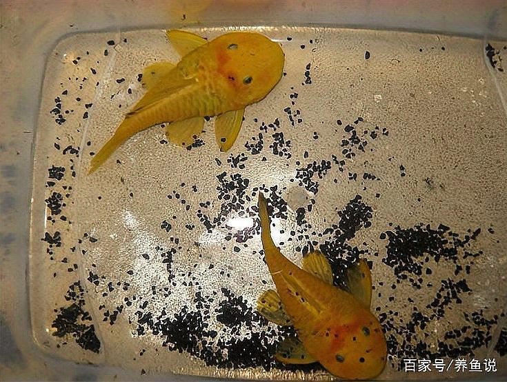 魚缸清潔魚和龍魚能混養嗎視頻 魚缸清潔魚和龍魚能混養嗎視頻 龍魚百科 第1張