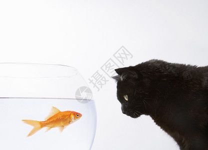 魚缸圖片大全100種