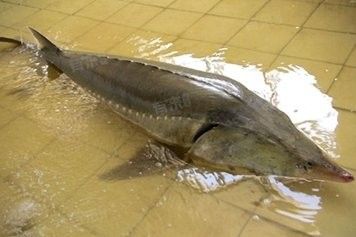 鱘龍魚死了能吃嗎