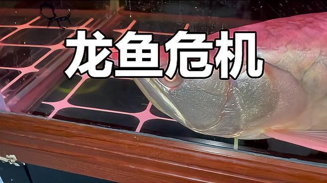 銀龍魚沉底身體傾斜