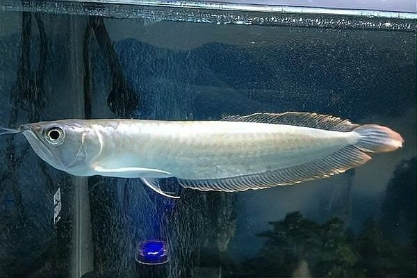 銀龍魚吃食不兇猛怎么辦