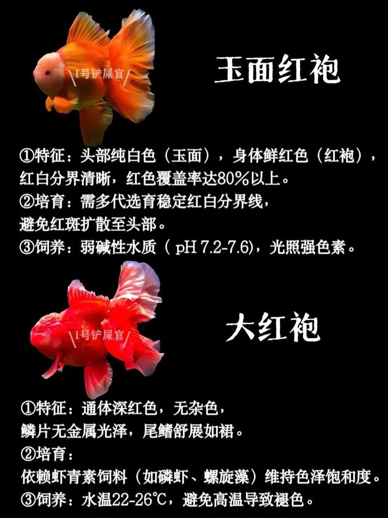 龍魚鯊魚嘴和正常嘴的區別？（龍魚的鯊魚嘴和正常嘴之間有幾個顯著的區別）