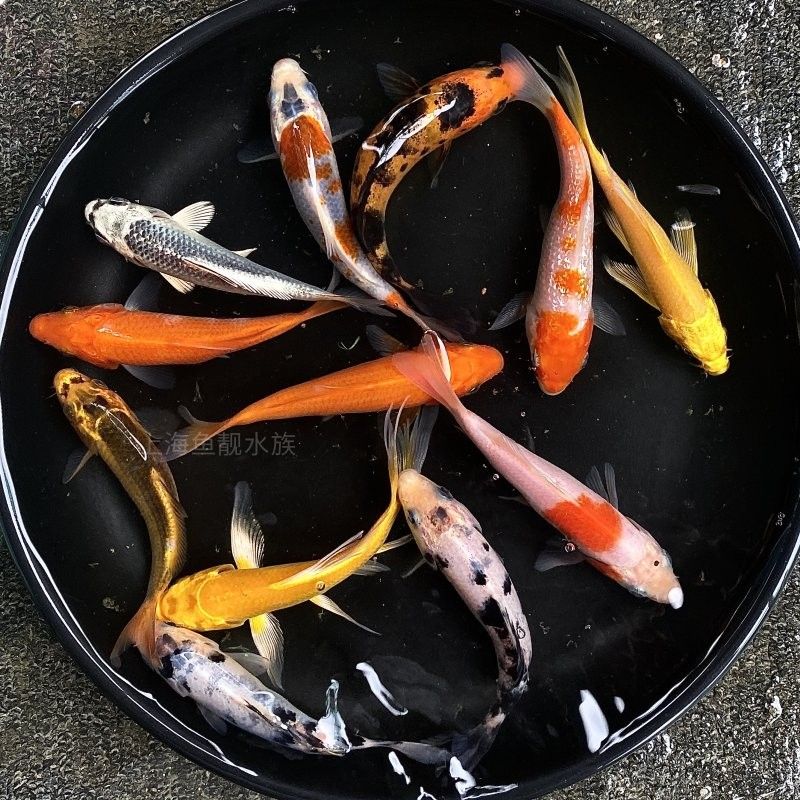 龍魚鯊魚嘴和正常嘴的區別？（龍魚的鯊魚嘴和正常嘴之間有幾個顯著的區別）