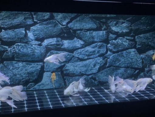 龍魚可以不打氧嗎