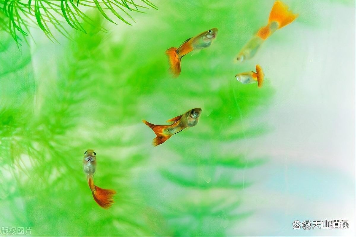 龍魚孵化到小魚需要多久