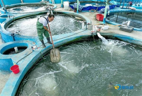 鱘龍魚 養殖