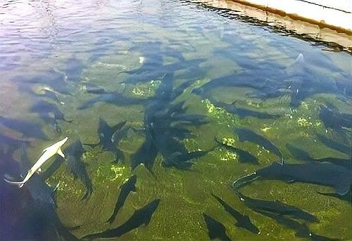 鱘龍魚 養殖