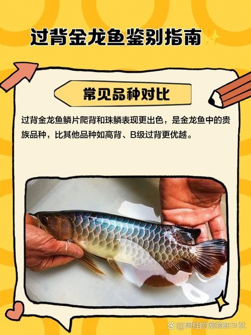 高背與過(guò)背龍魚(yú)區(qū)別圖 高背與過(guò)背龍魚(yú)區(qū)別圖 龍魚(yú)百科 第22張