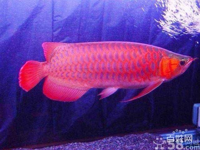紅龍魚紀錄片在線觀看全集中文（紅龍魚紀錄片在線觀看全集中文版）
