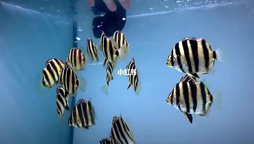非洲金鼓能和龍魚混養嗎圖片視頻 非洲金鼓能和龍魚混養嗎圖片視頻 龍魚百科 第8張
