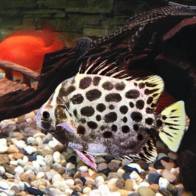 非洲金鼓能和龍魚混養嗎圖片視頻 非洲金鼓能和龍魚混養嗎圖片視頻 龍魚百科 第6張