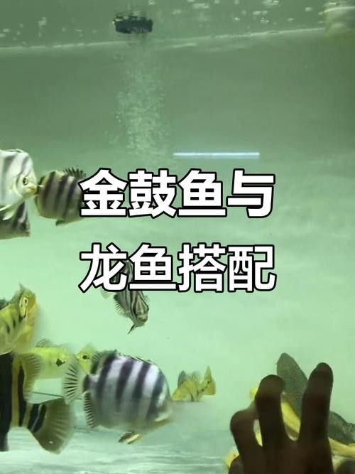 非洲金鼓能和龍魚混養嗎圖片視頻 非洲金鼓能和龍魚混養嗎圖片視頻 龍魚百科 第7張