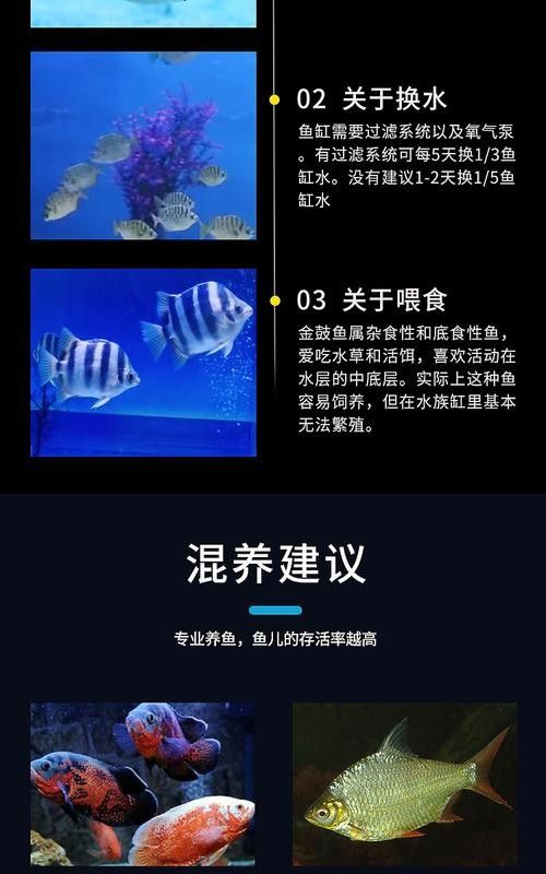 非洲金鼓能和龍魚混養嗎圖片視頻 非洲金鼓能和龍魚混養嗎圖片視頻 龍魚百科 第19張