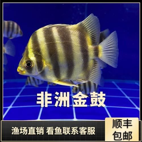 非洲金鼓能和龍魚混養嗎圖片視頻 非洲金鼓能和龍魚混養嗎圖片視頻 龍魚百科 第21張