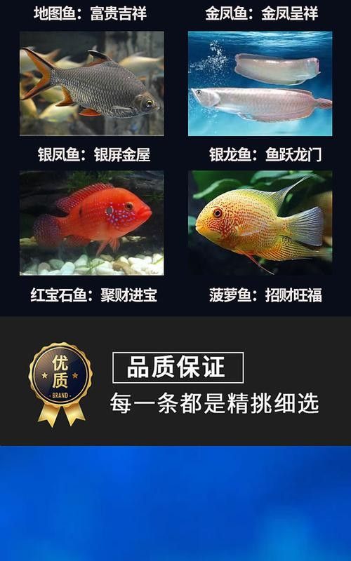 非洲金鼓能和龍魚混養嗎圖片視頻 非洲金鼓能和龍魚混養嗎圖片視頻 龍魚百科 第20張