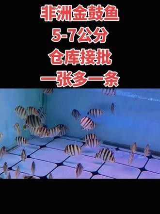 非洲金鼓能和龍魚混養嗎圖片視頻 非洲金鼓能和龍魚混養嗎圖片視頻 龍魚百科 第33張