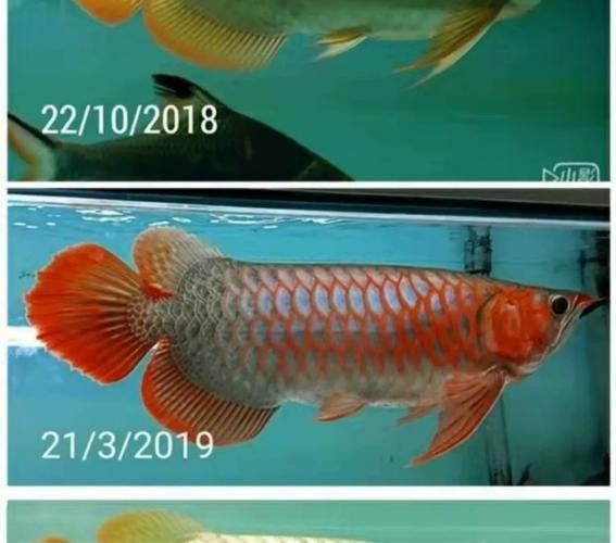 龍魚(yú)缸燈光怎么放比較好圖片大全 龍魚(yú)缸燈光怎么放比較好圖片大全 龍魚(yú)百科 第17張