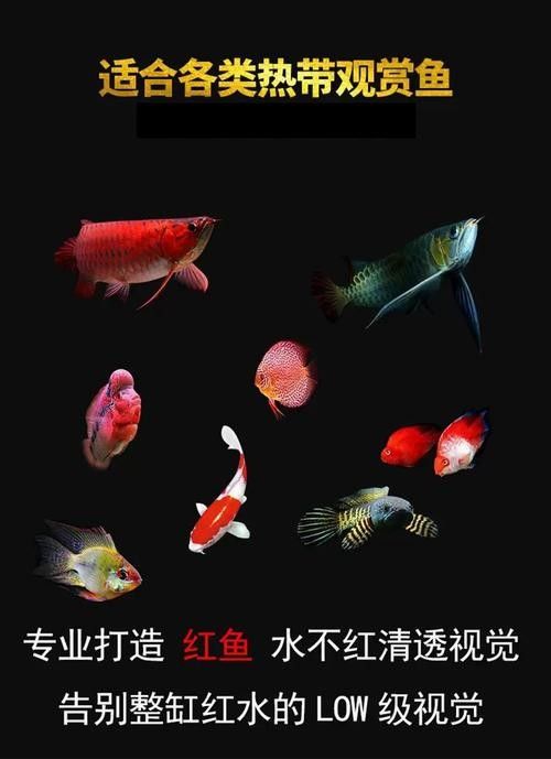 龍魚(yú)缸燈光怎么放比較好圖片大全 龍魚(yú)缸燈光怎么放比較好圖片大全 龍魚(yú)百科 第16張