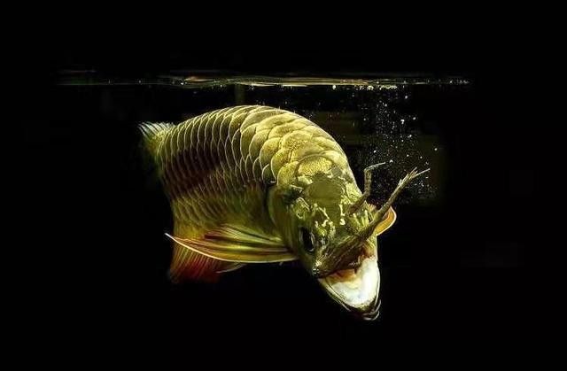 龍魚做手術(shù)沒停食