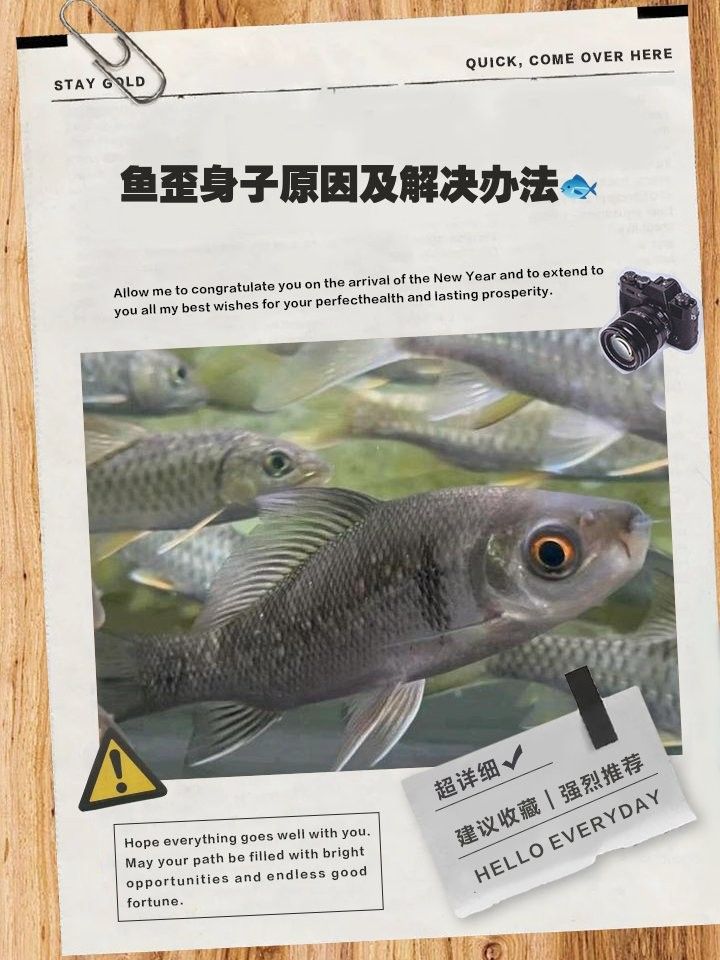 銀龍魚栽頭怎么回事