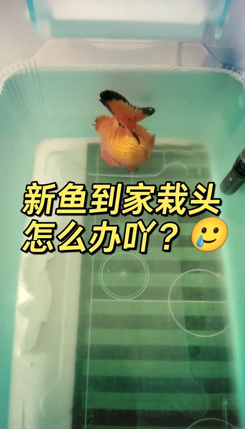 銀龍魚栽頭怎么回事