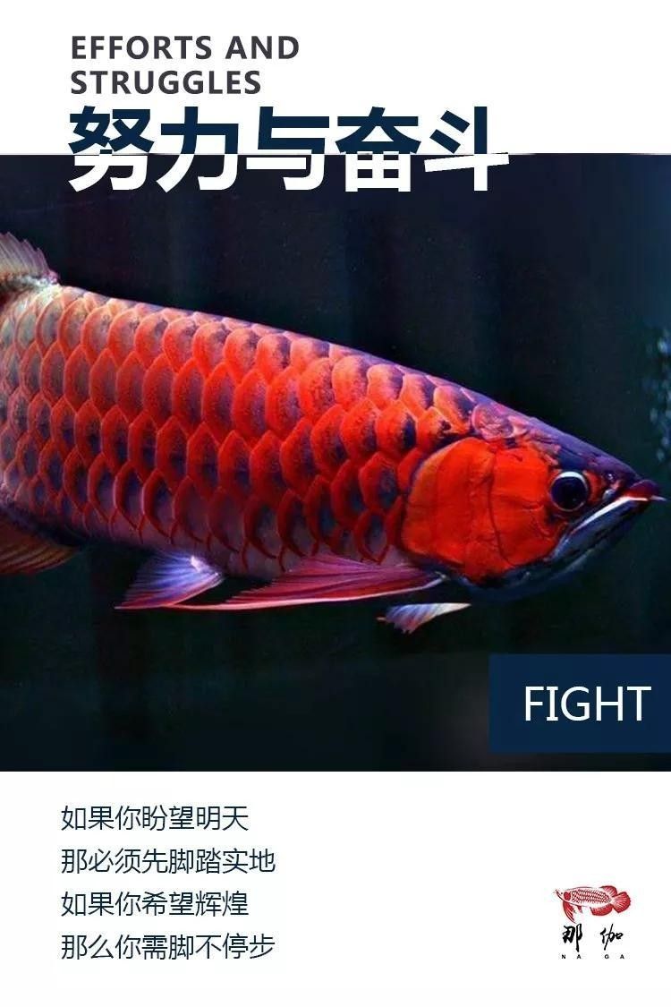 龍魚燈怎么放不會掉眼
