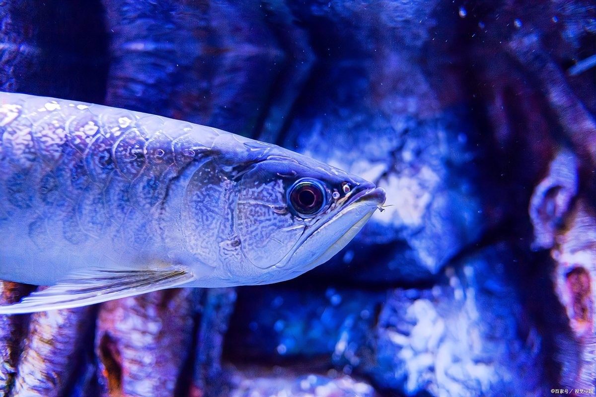 龍魚燈怎么放不會掉眼