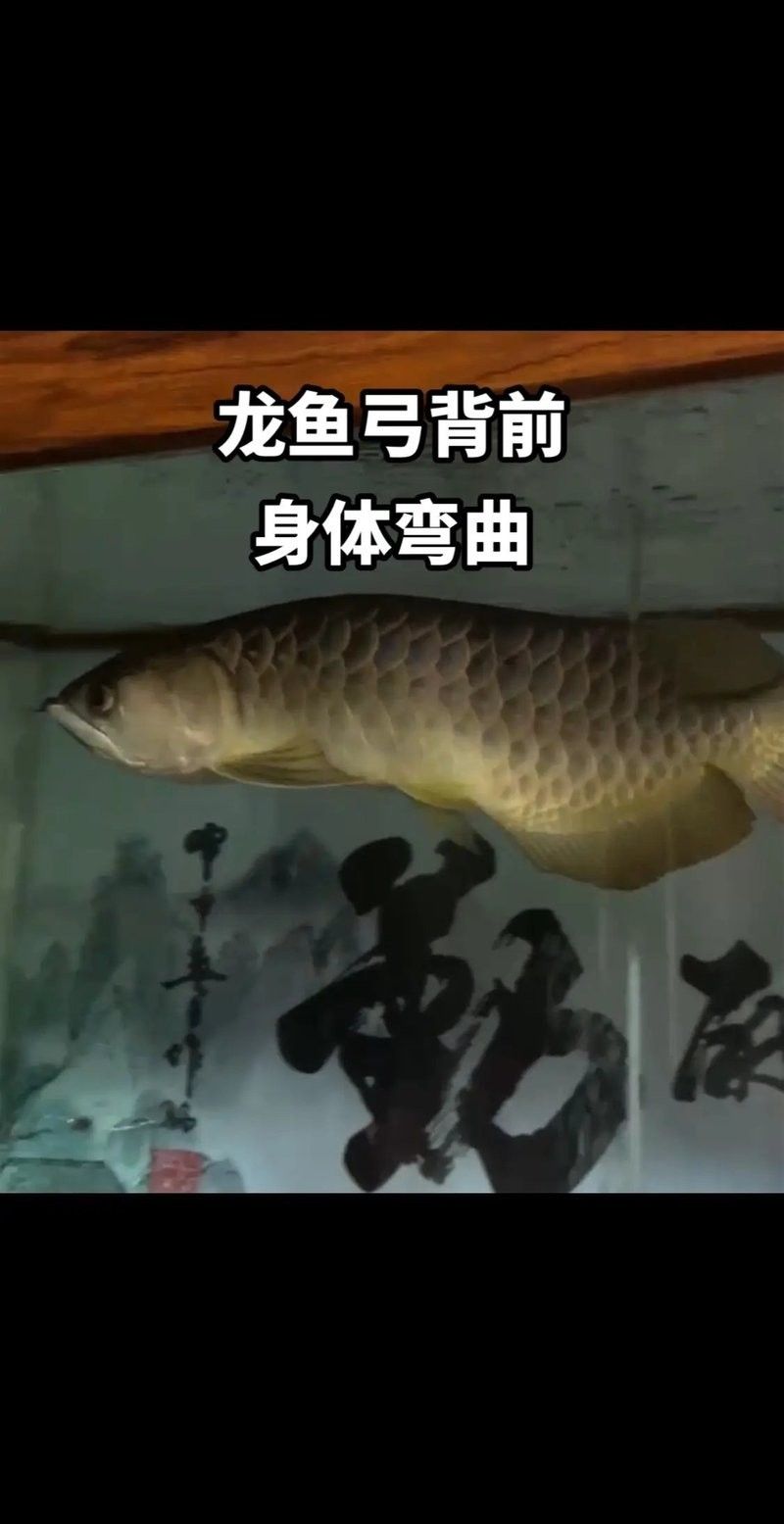 龍魚體型脊背凸起怎么辦 龍魚體型脊背凸起怎么辦 龍魚百科 第9張