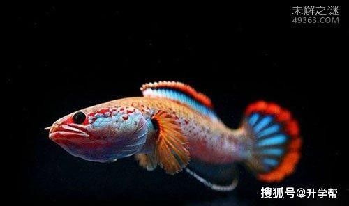 雷龍魚吃泥鰍會(huì)不會(huì)吐骨 雷龍魚吃泥鰍會(huì)不會(huì)吐骨 龍魚百科 第5張