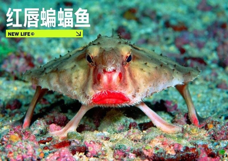 龍魚圖片大全圖片高清壁紙豎屏