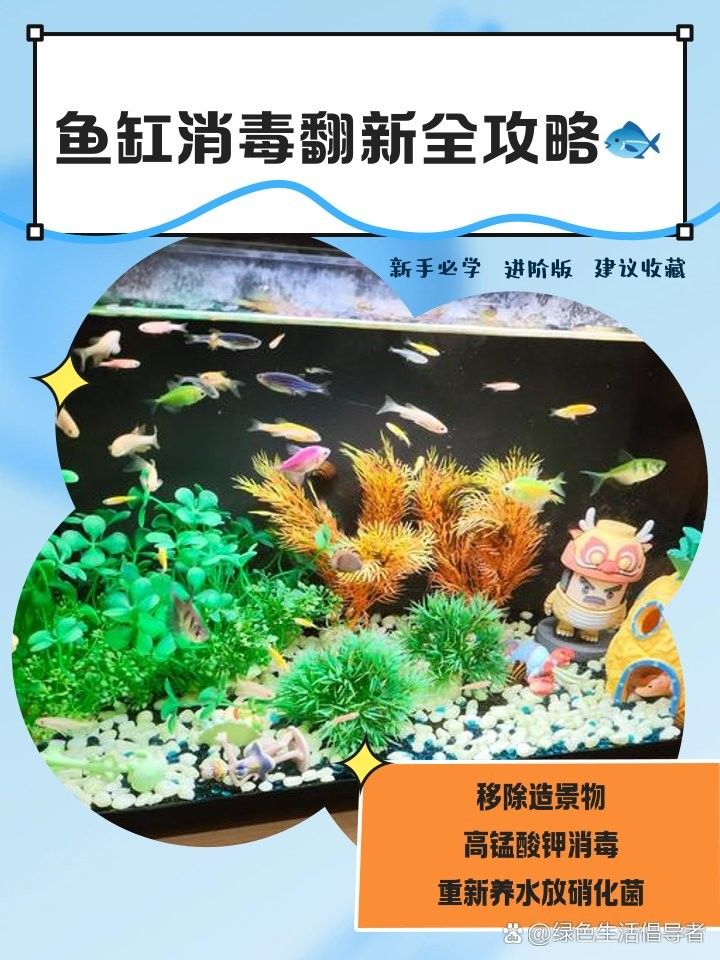 龍魚缸裝飾品如何消毒 龍魚缸裝飾品如何消毒 龍魚百科 第4張